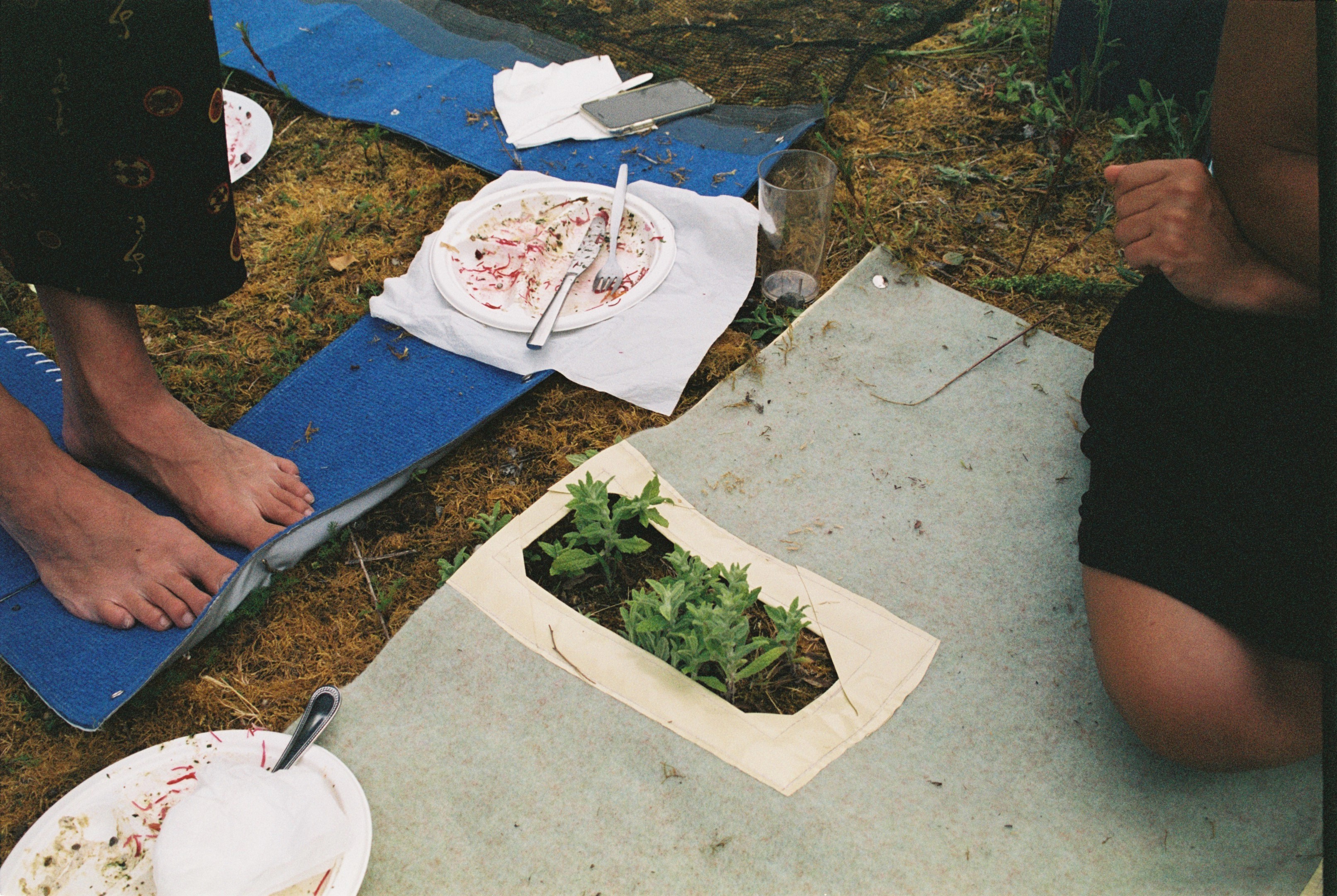 Details of a blanket during the picnic and the cohabitation between humans and non-humans